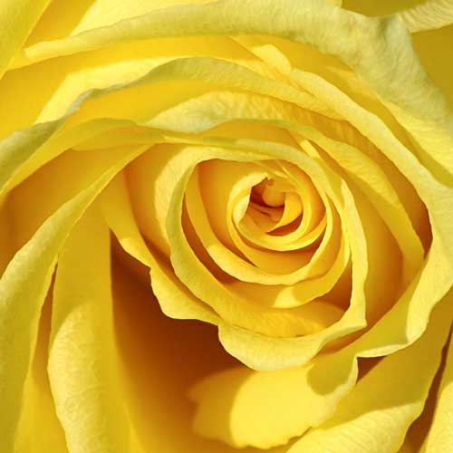 <a href="/node/458">YELLOW ROSE</a>