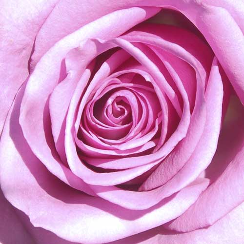 <a href="/node/459">PINK ROSE</a>