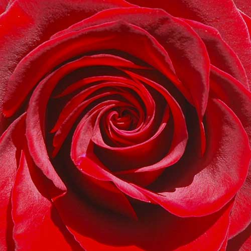 <a href="/node/460">RED ROSE</a>