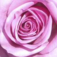 PINK ROSE